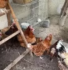 دجاج فيومي للبيع