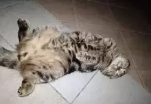 Scottish fold cat male for sale