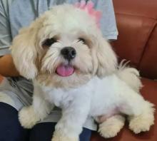 Shih Tzu Dog For Sale