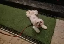Shih Tzu Dog For Sale