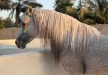 Bahraini Arabian Riding Horse for Sale
