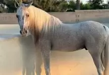 Bahraini Arabian Riding Horse for Sale
